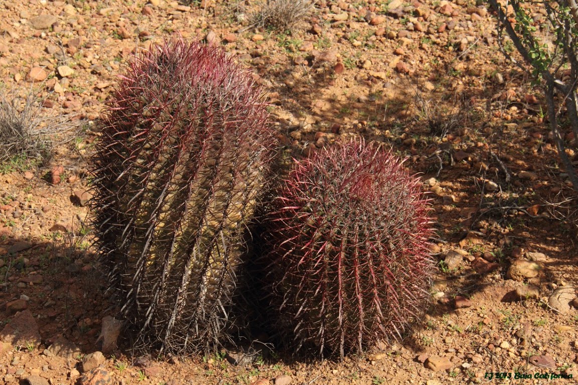 Ferocactus gracilis FJ2